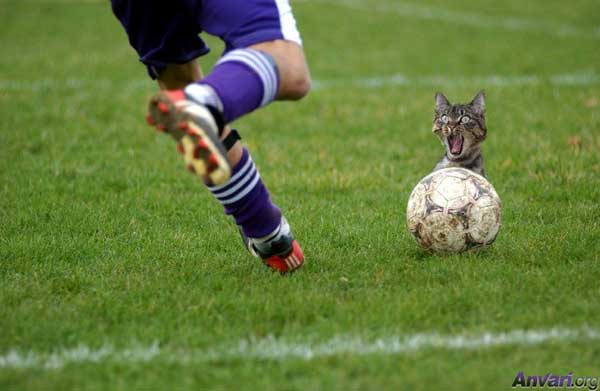 Soccer_Cat_Kick.jpg