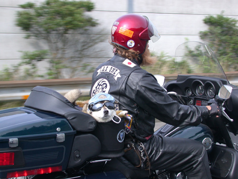 Dog On Harley