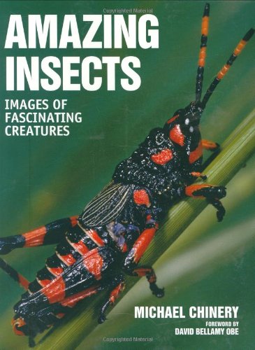 cover image Amazing Insects: Images of Fascinating Creatures