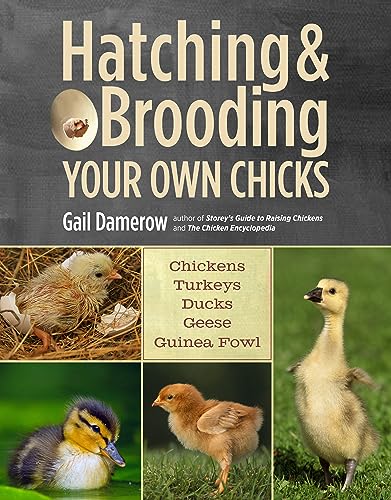 cover image Hatching & Brooding Your Own Chicks