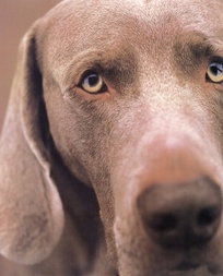 William Wegman Polaroids