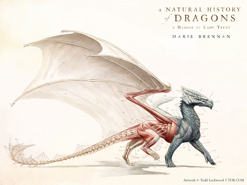 Why Do Dragons Look Like That?